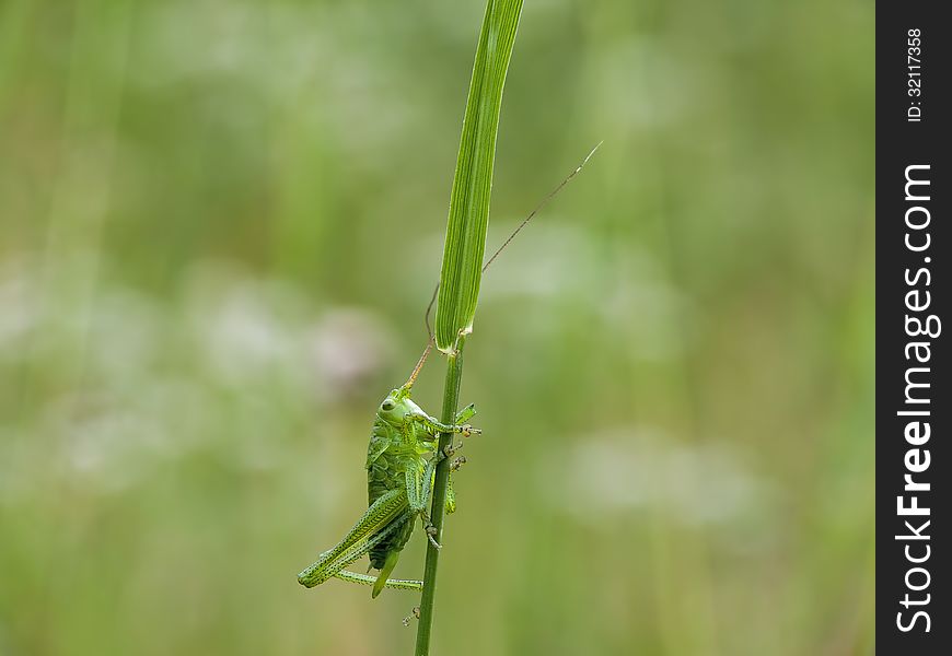 Green grasshopper with long legs and antennas on a bent.