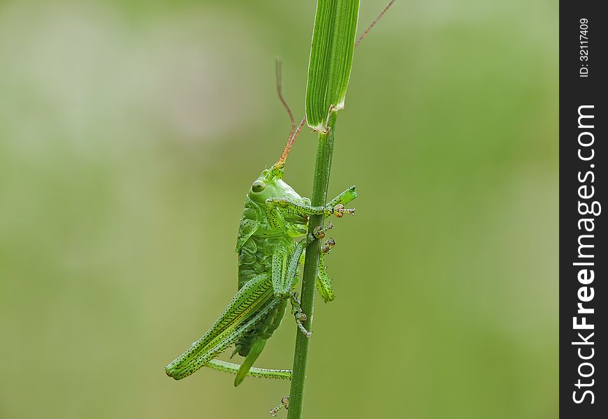 Green grasshopper with long legs and antennas on a bent.