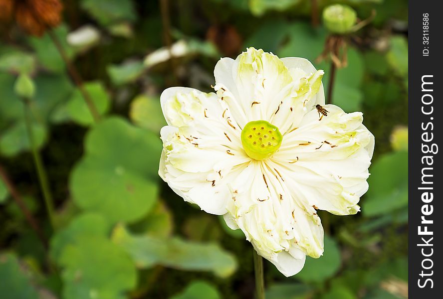 White water-lily or white lotus