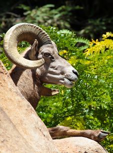 Ram Sheep Royalty Free Stock Images