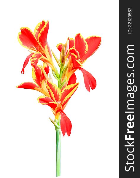 Red Canna lily isolated on white background