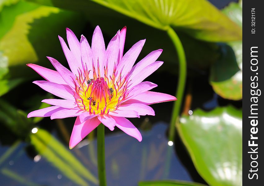 Fresh pink lotus in pot. Fresh pink lotus in pot