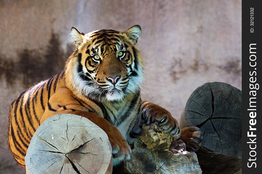 Young Asian Tiger Resting In The Shade