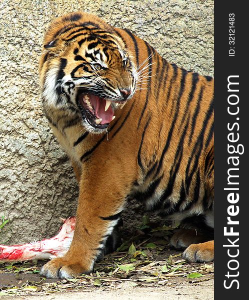 Asian Tiger Growling and protecting Large Bone