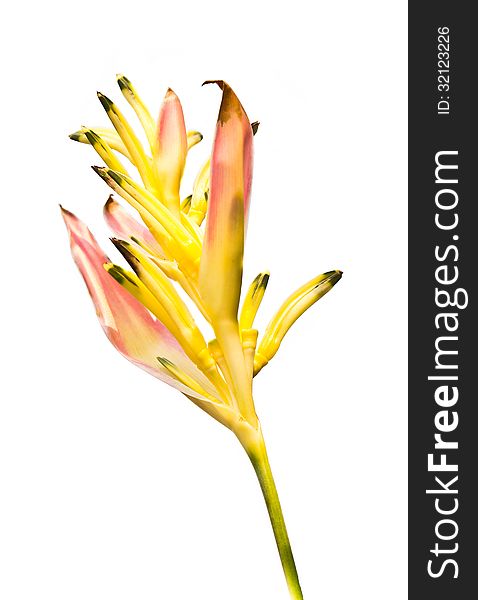 Heliconia flower isolated