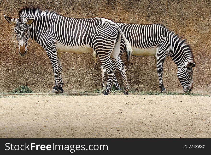 Female Grevy's Zebras Standing back to back