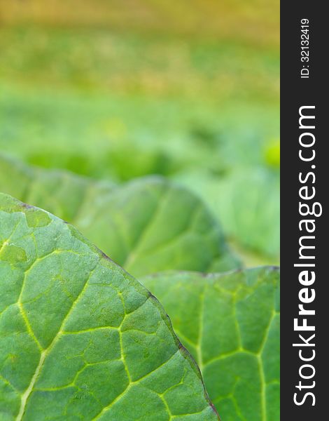 Close up image of cabbage leaf