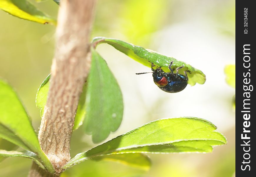 Blue Bug Beetles On A Green Leaf In Nature