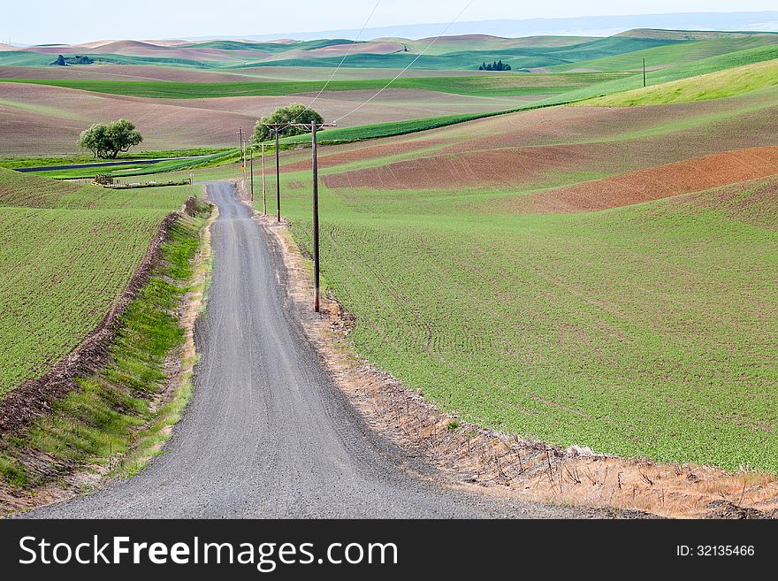 Horizontal view of country road lined by telephone poles with early spring green fields on both sides in the Palouse area of Washington State. Horizontal view of country road lined by telephone poles with early spring green fields on both sides in the Palouse area of Washington State.