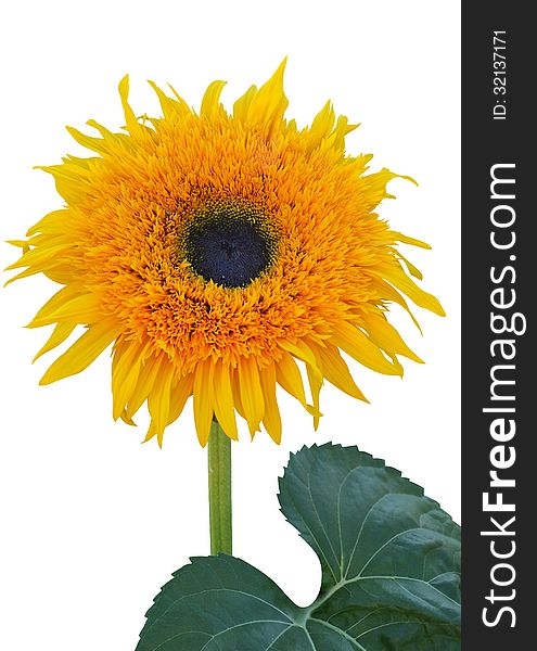 Ornamental sunflower isolated on a white background
