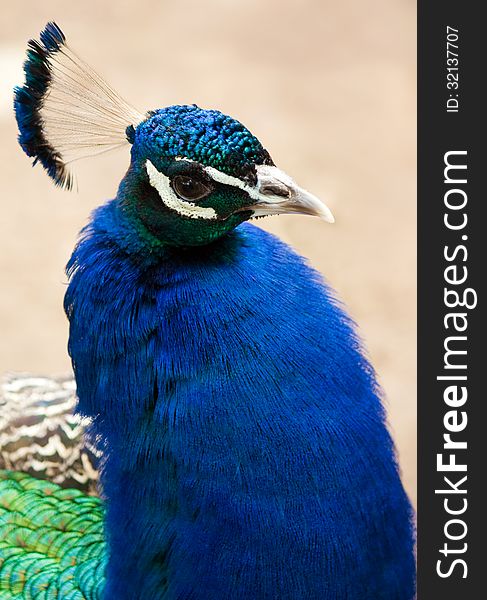 Peacock head close up view