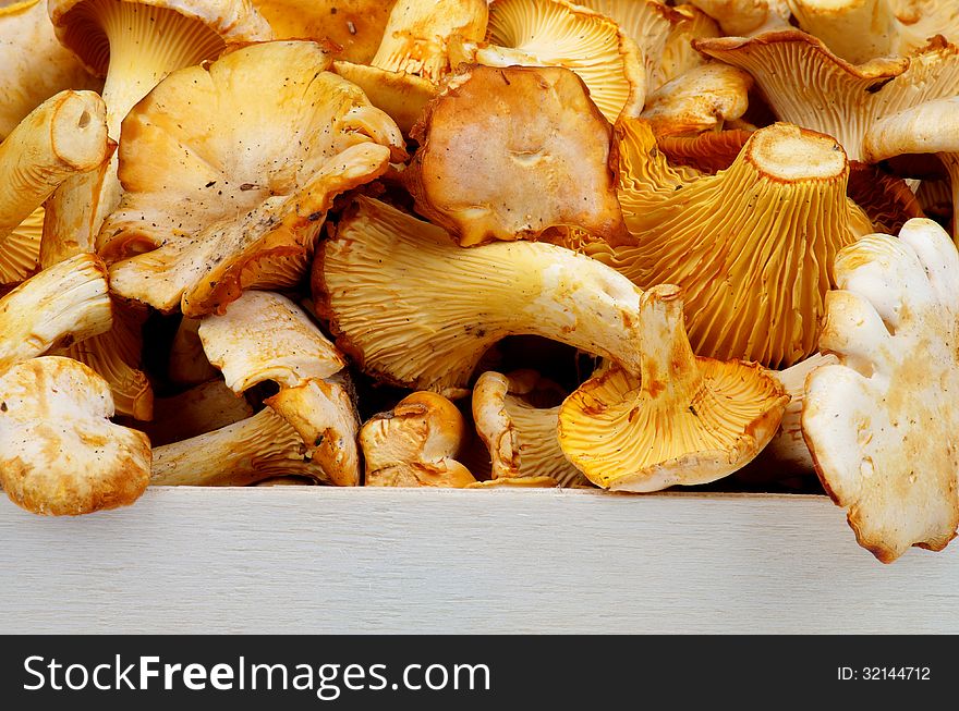 Heap of Raw Golden Chanterelles Straight from Forest on Edge of Wood Case closeup