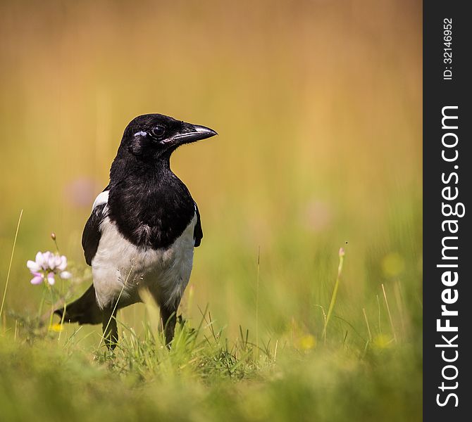 Magpie on a meadow looks victim