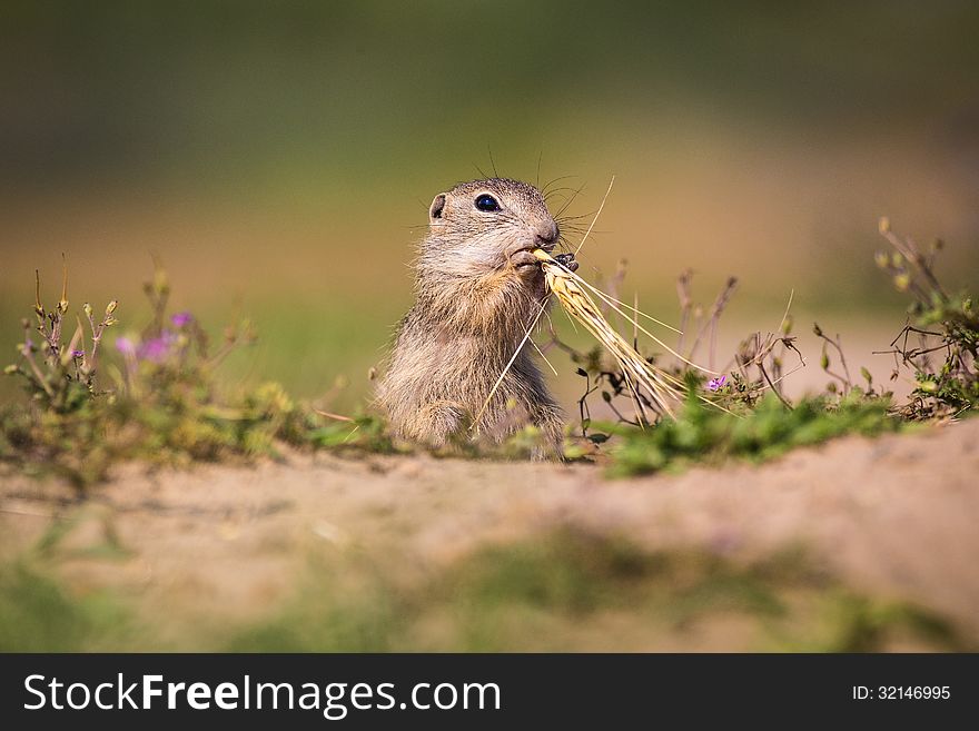 Gopher on the meadow with nuts