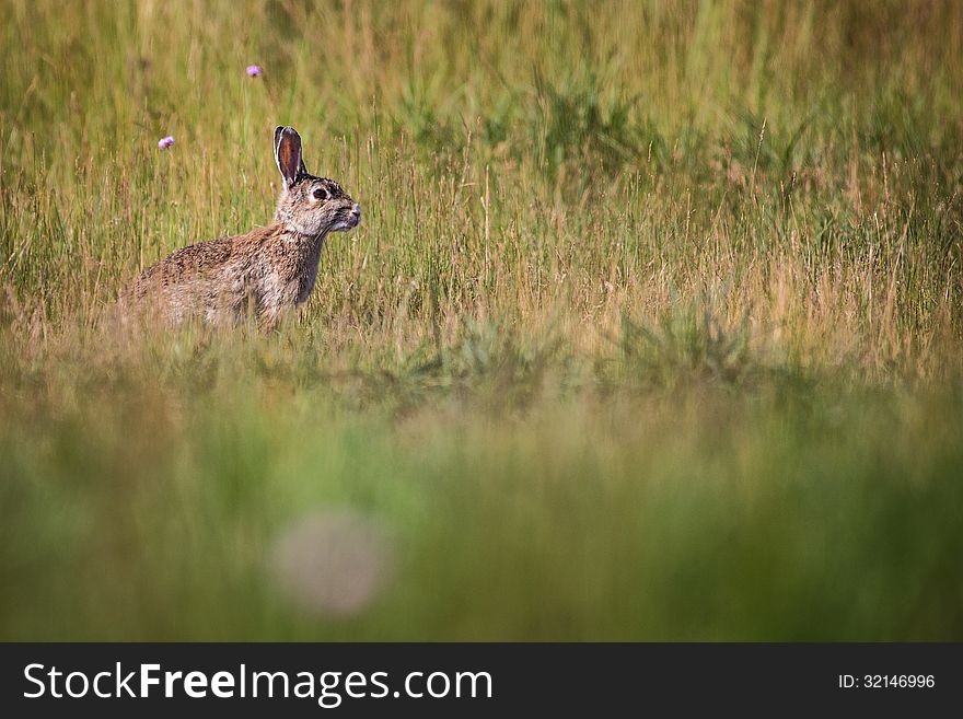 Rabbit on a meadow in summer day