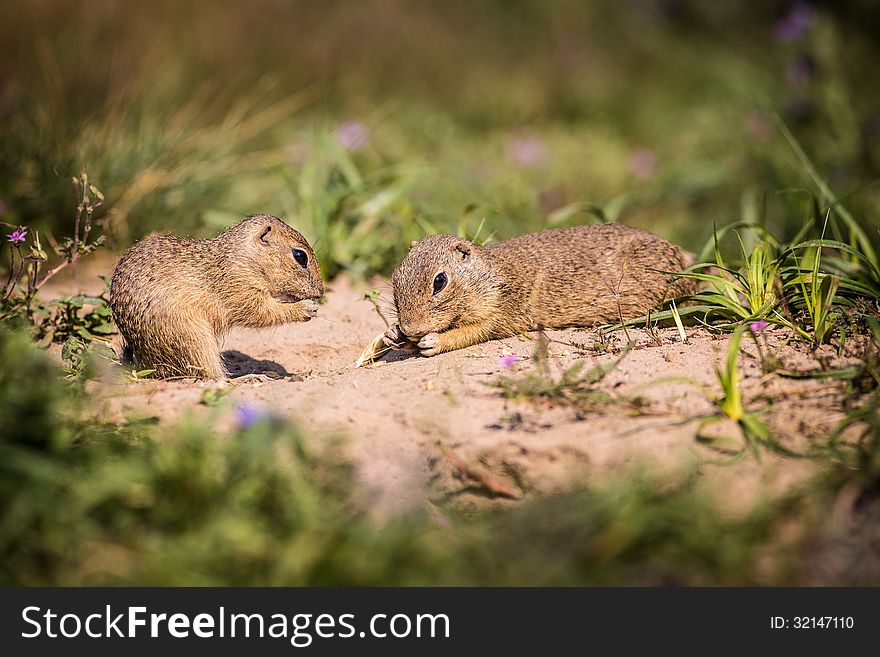 Gopher on the meadow with nuts