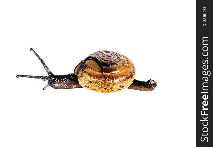 Snail Isolated