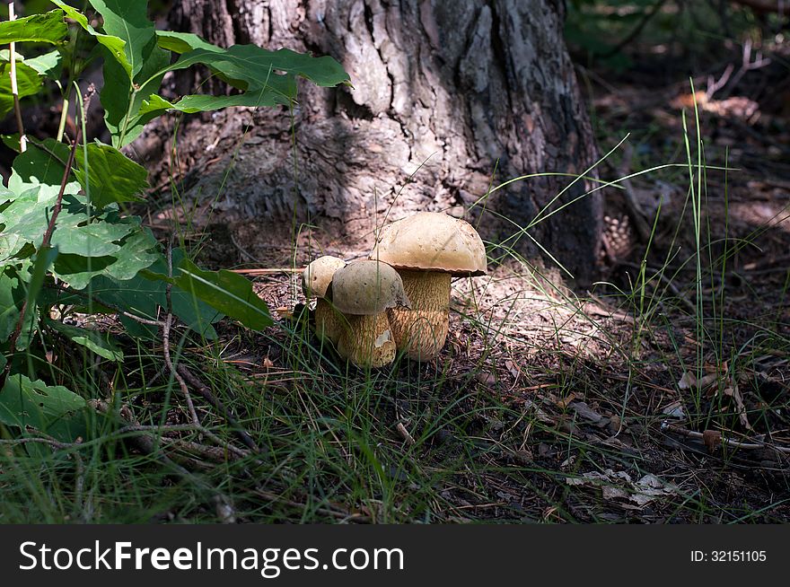 Mushrooms in the grass in forest