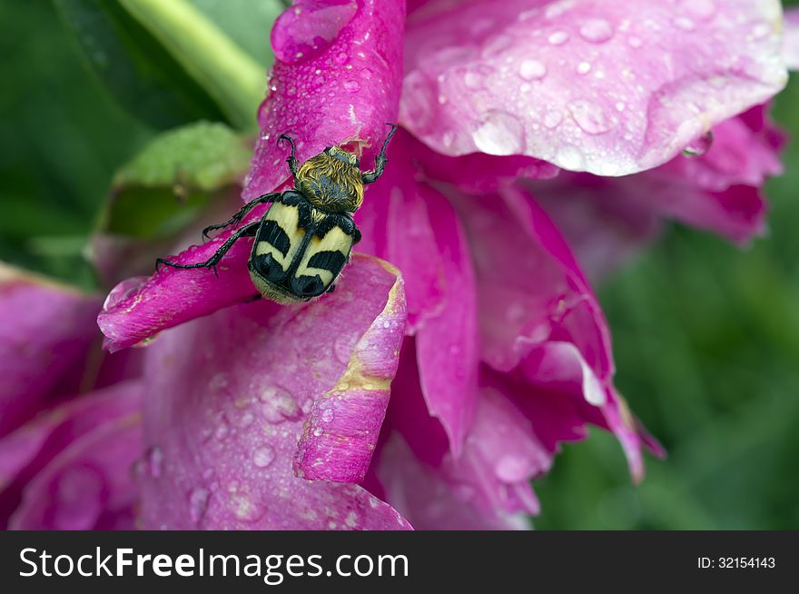The Beetle &x28;lat. Trichius Fasciatus&x29; After The Rain.