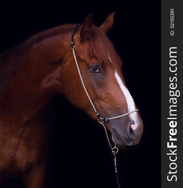 Horse's portrait on a black background. Horse's portrait on a black background.