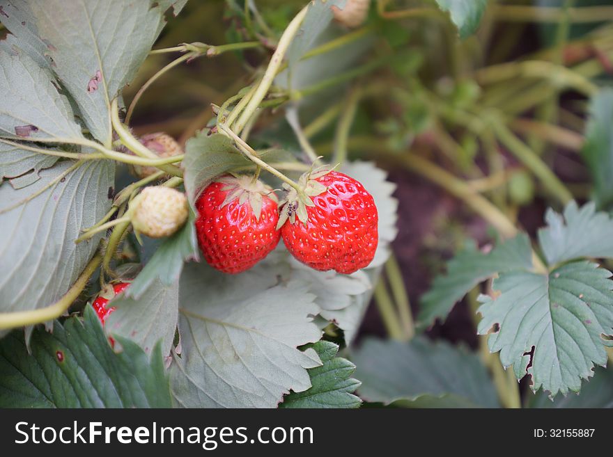 Strawberries On The Branch