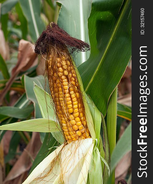 Corn crop in field outdoor background. Corn crop in field outdoor background