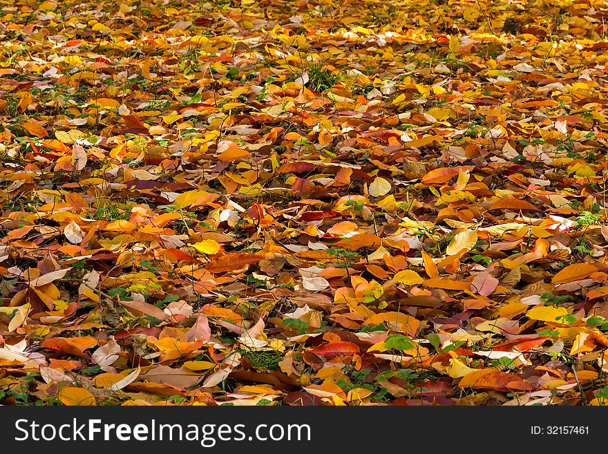 Fallen autumn leaves colorful background. Fallen autumn leaves colorful background.