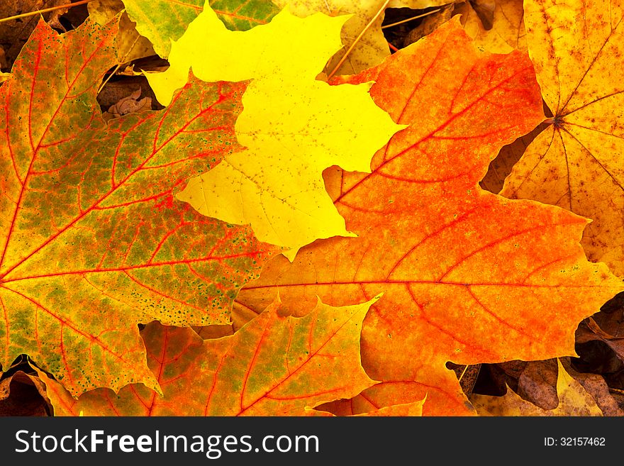 Colorful background of fallen autumn leaves background. Colorful background of fallen autumn leaves background