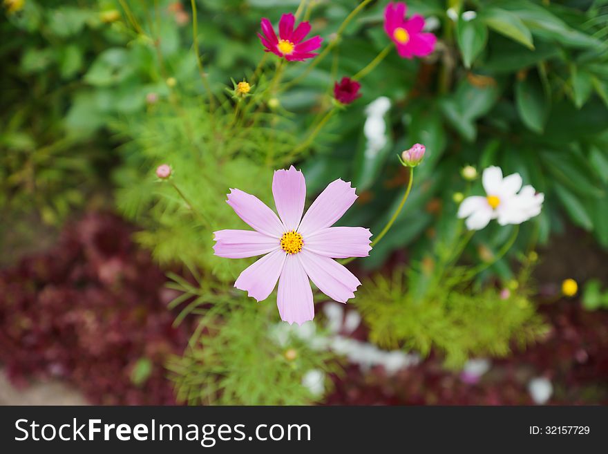 Cosmos Flowers In Summer Garden