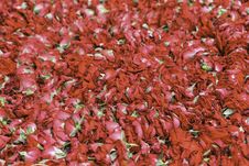 Red Rose Stock Image Red Rose Stock Image