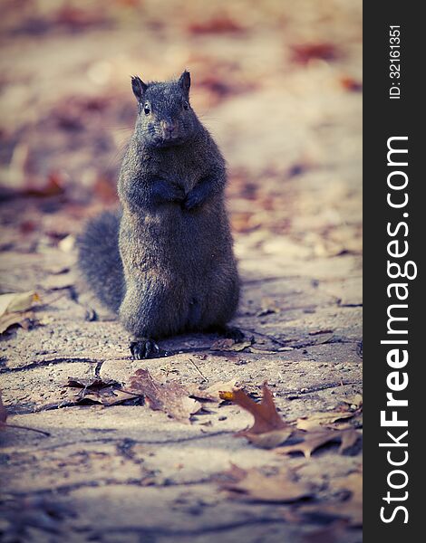 Squirrel on guard in Toronto's High Park area.