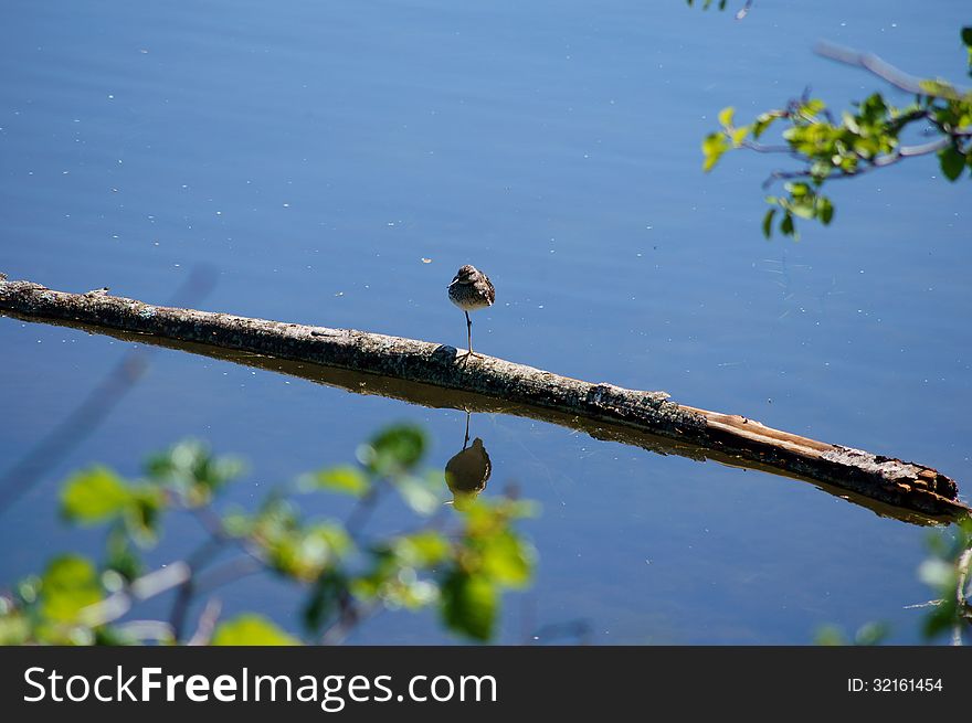 Lesser Greater Yellow Legs Bird standing on one leg on a floating log in Reflections Lake at Palmer Hay Flats Game Refuge Alaska.