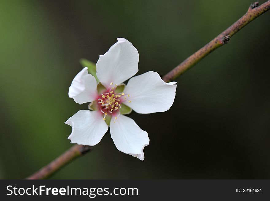 Closeup view of a beautiful flower of almond. Closeup view of a beautiful flower of almond.