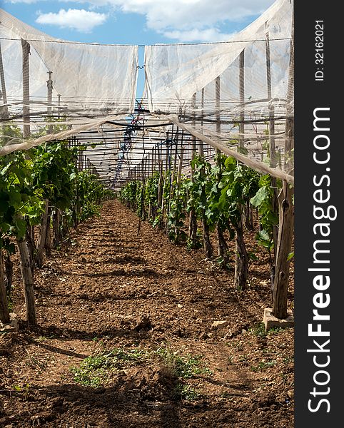 An Italian Vineyard covered to help promote growth of the grape vines. An Italian Vineyard covered to help promote growth of the grape vines.