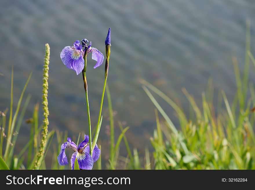 Blue Wild Iris (Iris Setosa) blooming in June with lake water background at Reflections Lake in Palmer, Alaska Hay Flats Game Refuge. Blue Wild Iris (Iris Setosa) blooming in June with lake water background at Reflections Lake in Palmer, Alaska Hay Flats Game Refuge.