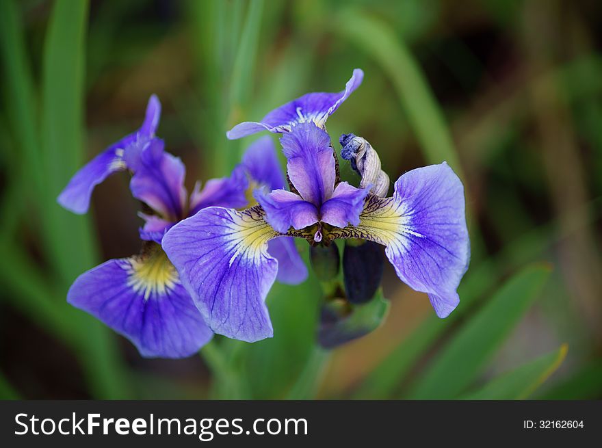 Blue Wild Iris &x28;Iris Setosa&x29;