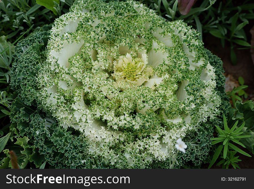 Green and White Flowering Kale in Palmer, Alaska. Green and White Flowering Kale in Palmer, Alaska.