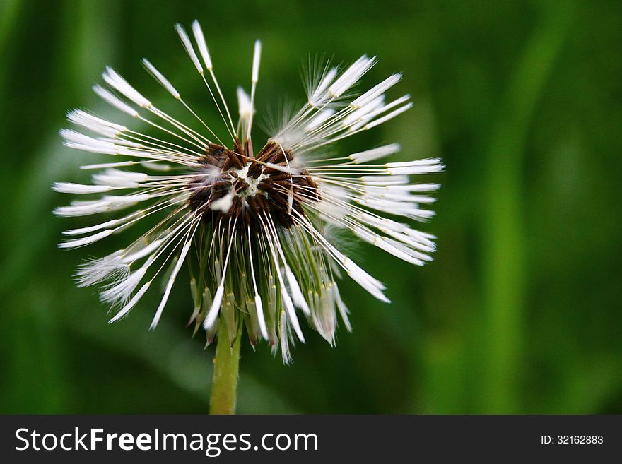 Little Dandelion after the rain. Little Dandelion after the rain