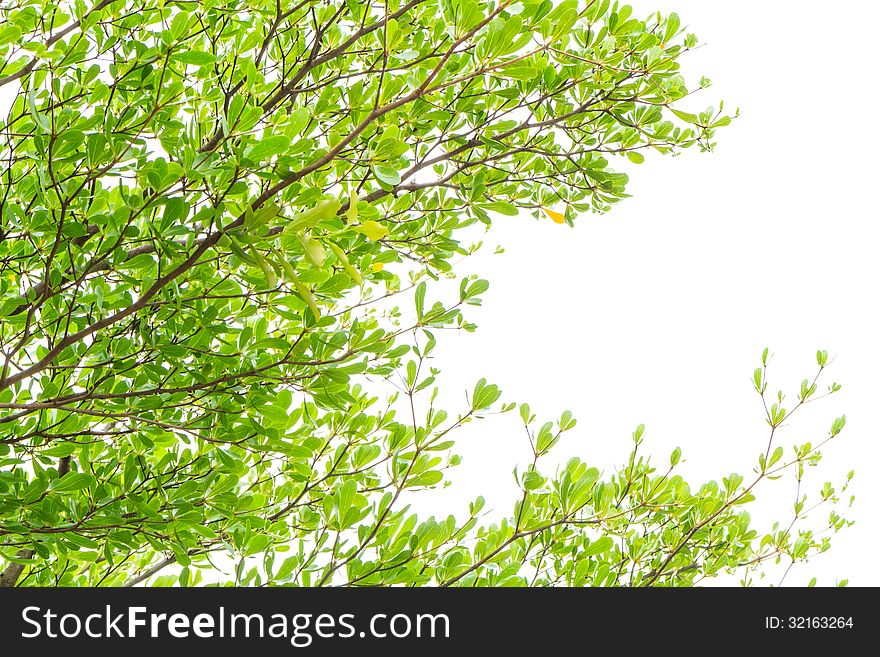 Leaf and tree isolated on white background