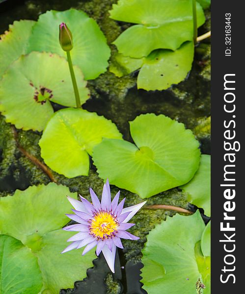 Close up  purple lotus in pool