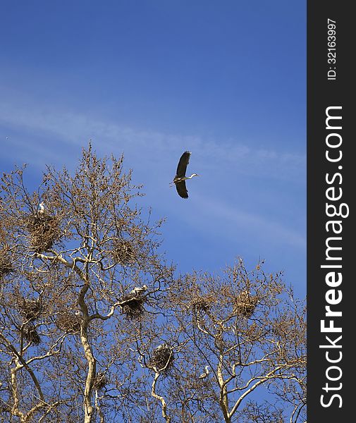 Heron flying out of the nest tree. Heron flying out of the nest tree