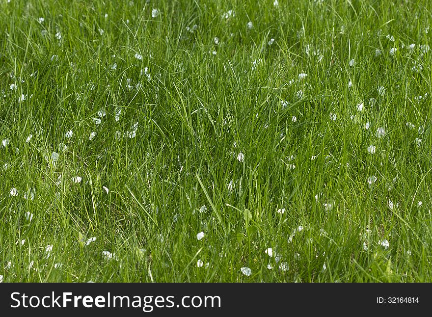 Green grass with fallen petals