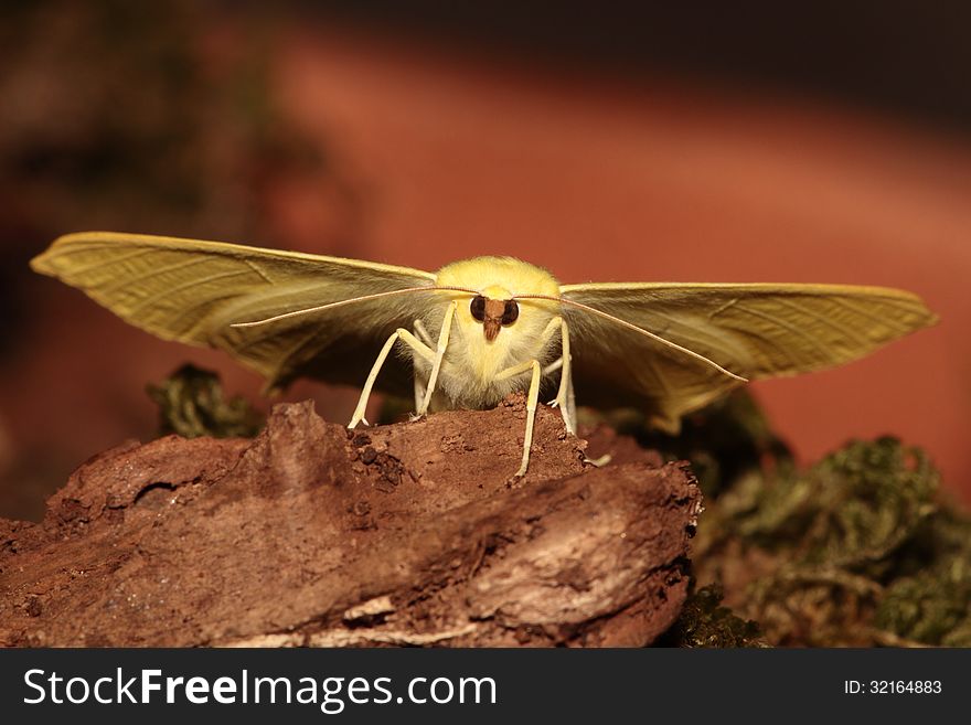 Swallowtailed Moth.
