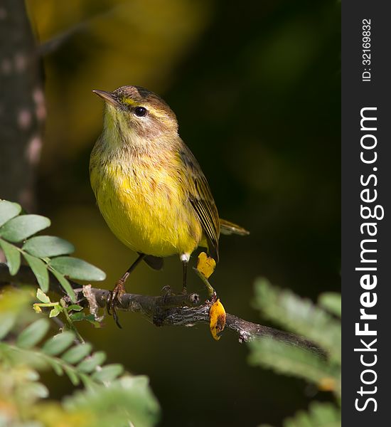 Palm warbler sitting on a branch