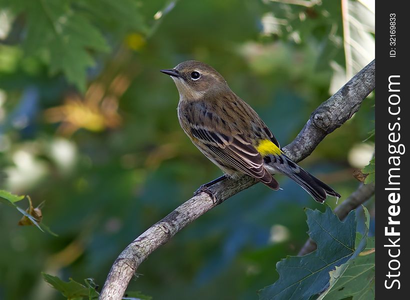 Palm warbler sitting on a branch. Palm warbler sitting on a branch