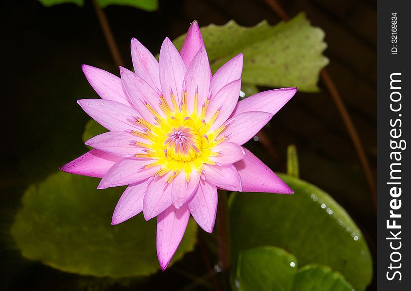 Pink blooming lily on the pond water