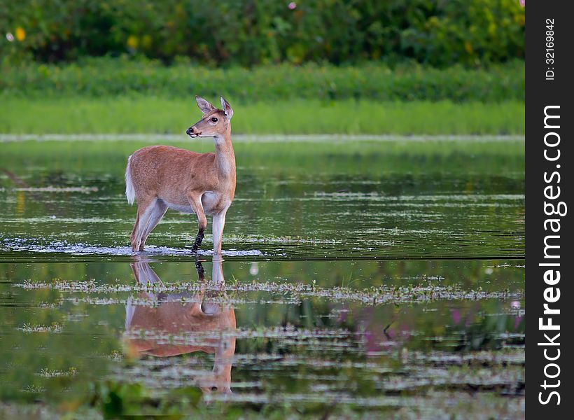 A White-tailed deer crossing the water