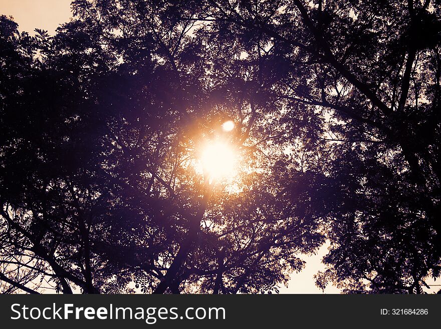 A view from under a tree that captures the sunlight penetrating between the tree branches.