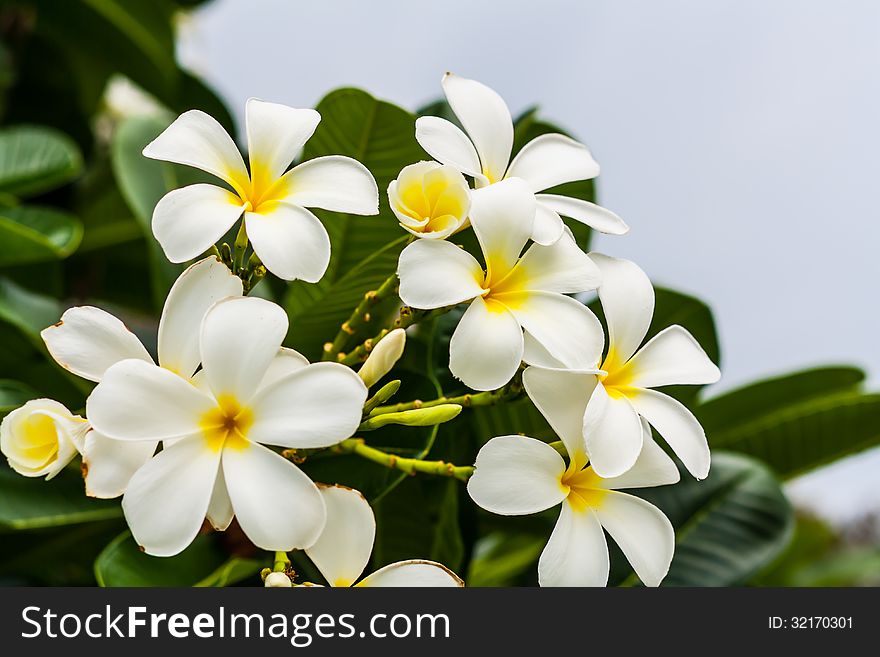 White flower blooming in bouquet infront of blue sty background look beautiful