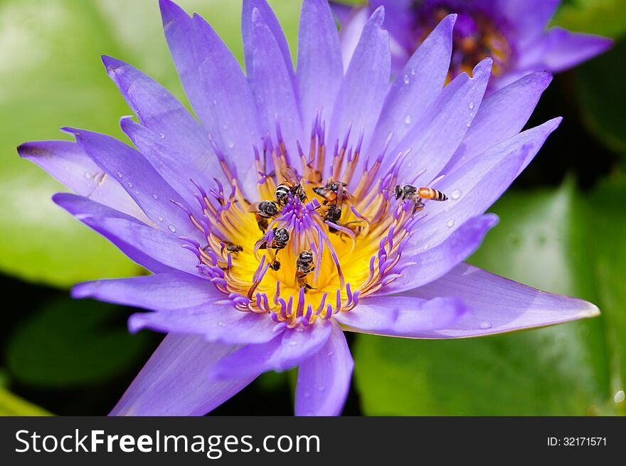 Purple lotus with bees and insects in the pond